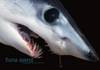 small_mako_retouch_thwtmk.jpg