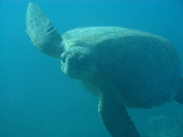Turtle