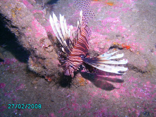 Lionfish on the U-352