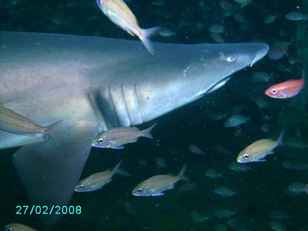 Sand Tiger Shark on the Spar