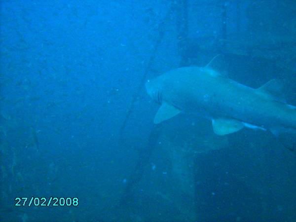 Chasing a shark
