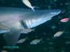 Sand_Tiger_Shark_3.JPG