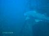 Sand_Tiger_Shark_5.JPG