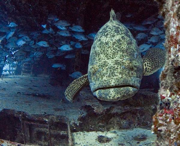 Grouper on Shipwreck off Cancun, Mexico