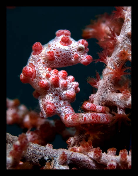 Seahorse