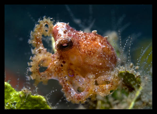 Juvenile (bluering?) Octopus