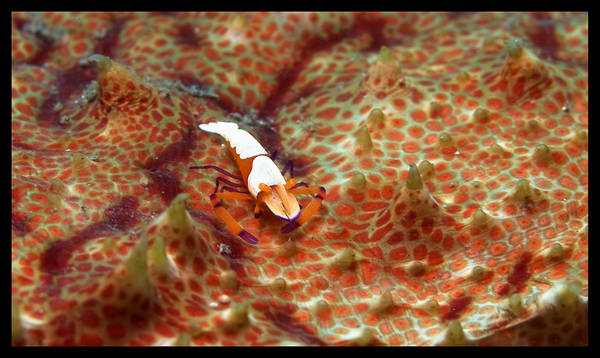 Shrimp on Sea Cucumber Landscape