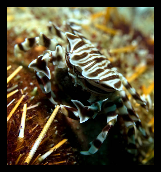 Crab