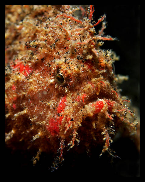 Juvenile Hairy Frogfish