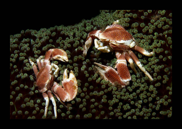 2_porcellan_crabs