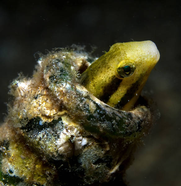 Bottled Goby