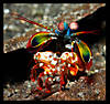 -mantis-6.jpg