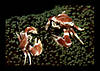 2_porcellan_crabs.jpg