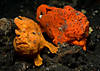 Two_Frogfishes.jpg
