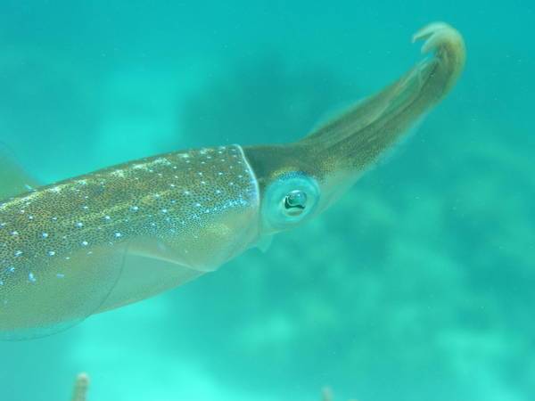 Glassy Eyed Squid