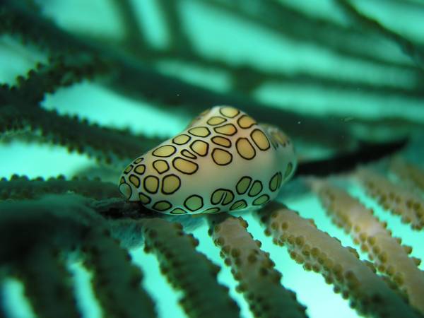 Flamingo Tongue