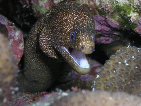 Goldentail Moray