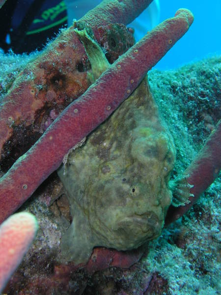 Frogfish