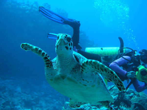 Curious Turtle