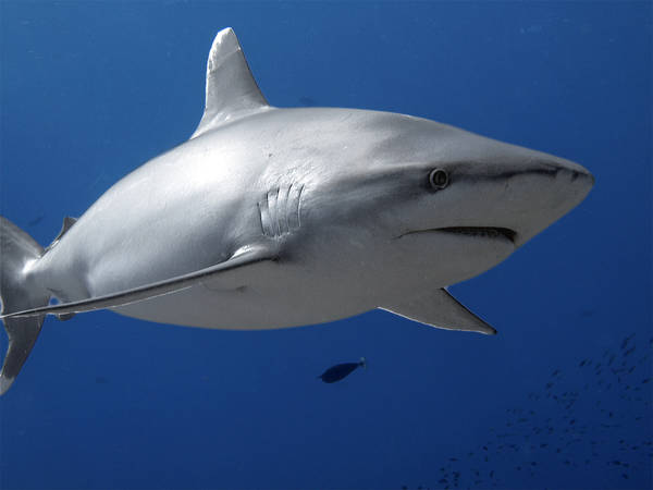 B109447web_