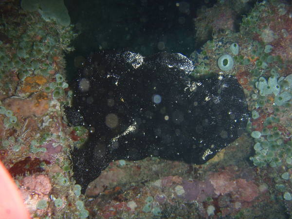 frogfish