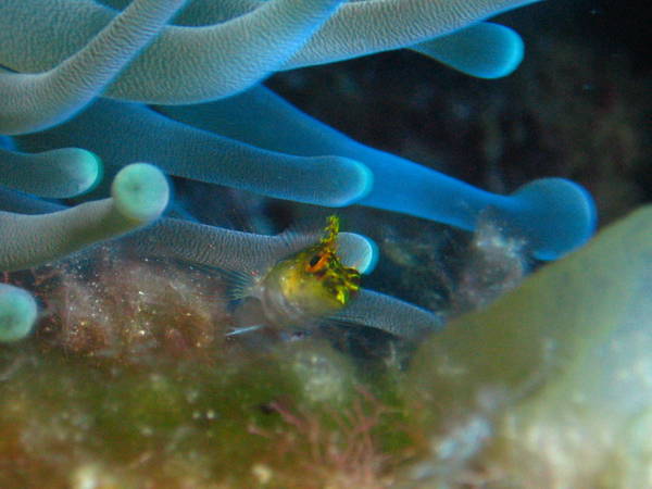 Diamond_Blenny_in_Anemone_2