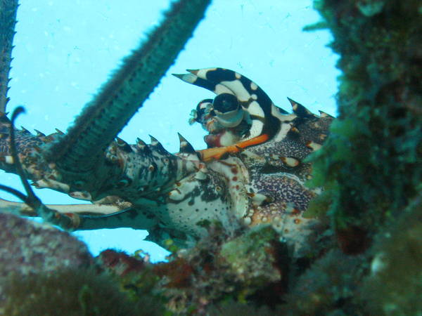Lobster_or_alien_creature