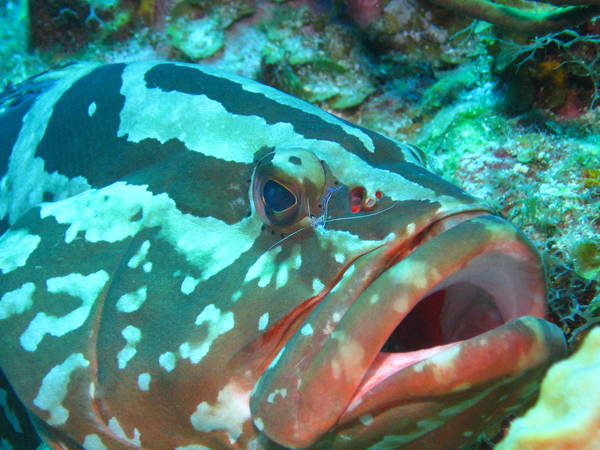 Nassau_with_cleaner_shrimp