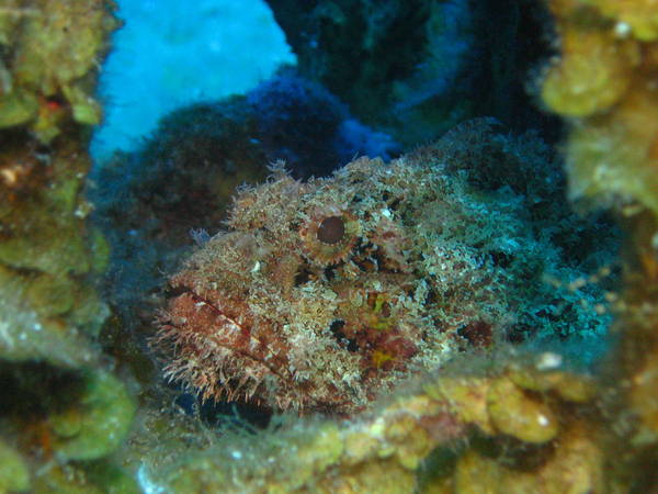 Scorpion_Fish_in_wreckage