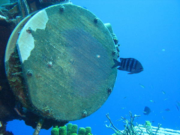 Seargent_Major_nest_on_Satellite_Dish