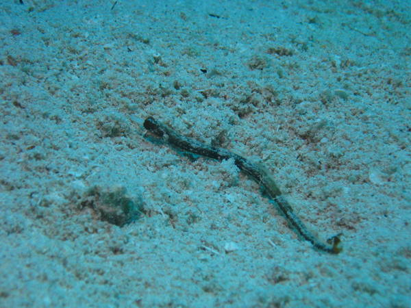 Little Cayman