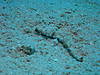 Whitenose_Pipefish.jpg