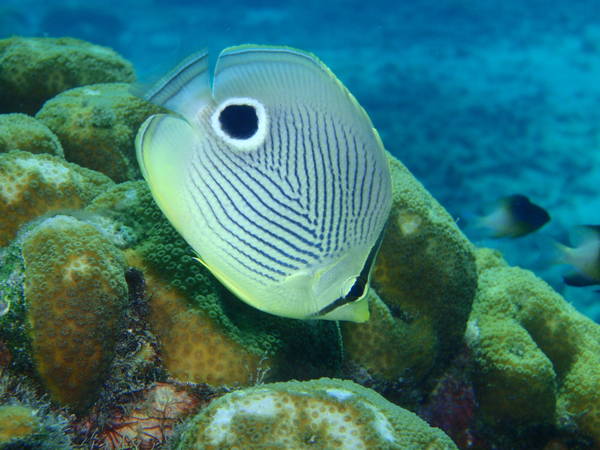 4eye butterflyfish