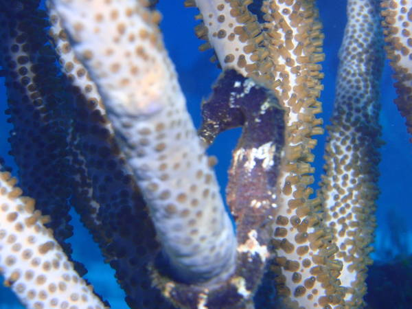 seahorse
