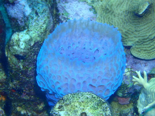basket sponge