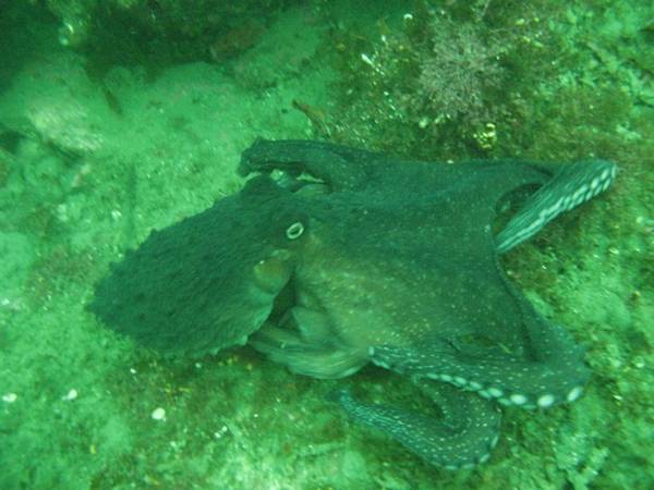 octopus