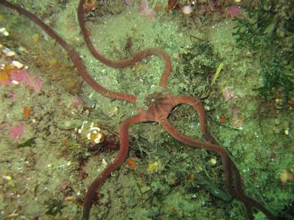 sea star