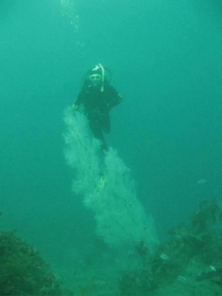 black coral