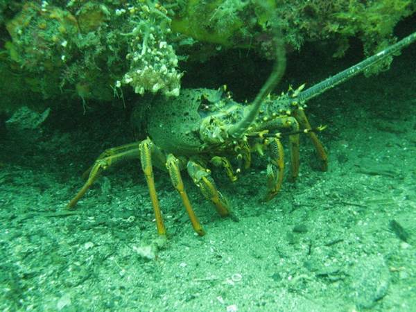 rock lobster