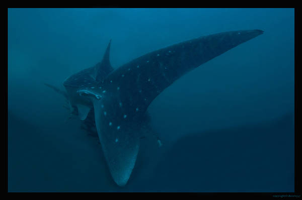 2009-07-17_MUS_DSC_6961_DxO_whale_shark_fin_2_-r-web