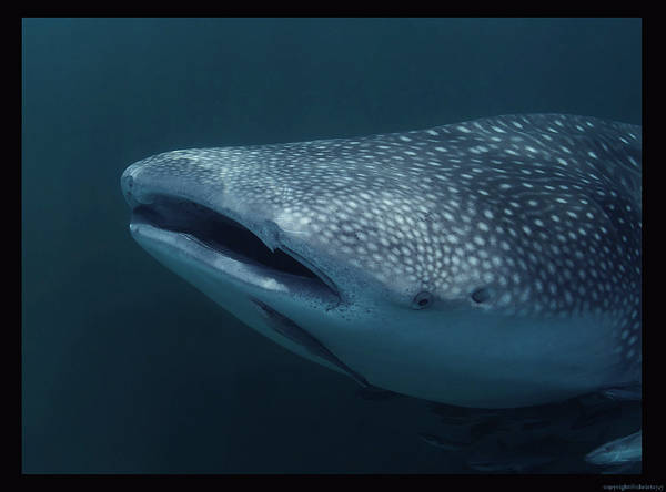 2009-07-18_MUS_DSC_7566_DxO_whale_shark_3-r-web