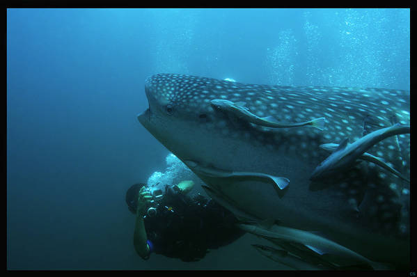 2009-07-18_Mus_DSC_7326_DxO_raw_whaleshark-r-web