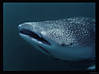 2009-07-18_MUS_DSC_7566_DxO_whale_shark_3-r-web.jpg