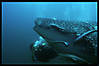 2009-07-18_Mus_DSC_7326_DxO_raw_whaleshark-r-web.jpg