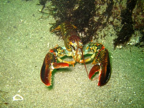 Lobster