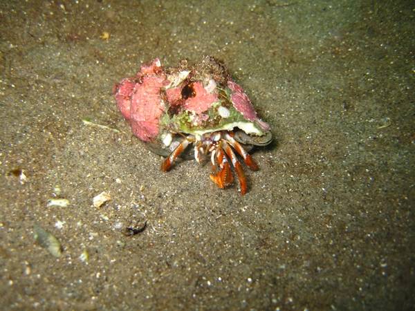 Hermit Crab