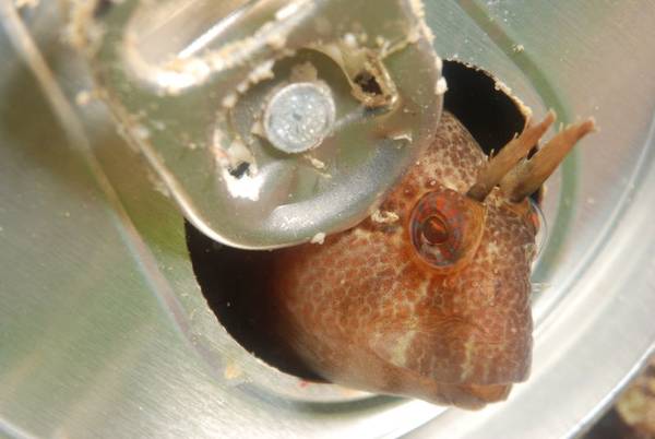 Blenny