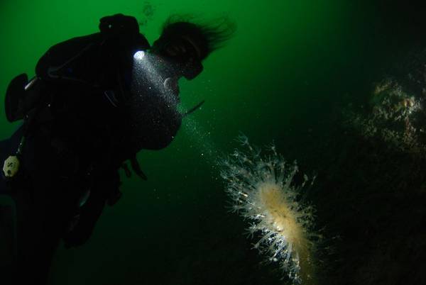 Soft Coral