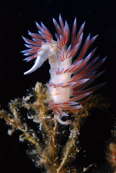 Nudi