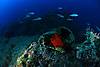 amphora_jacks.jpg